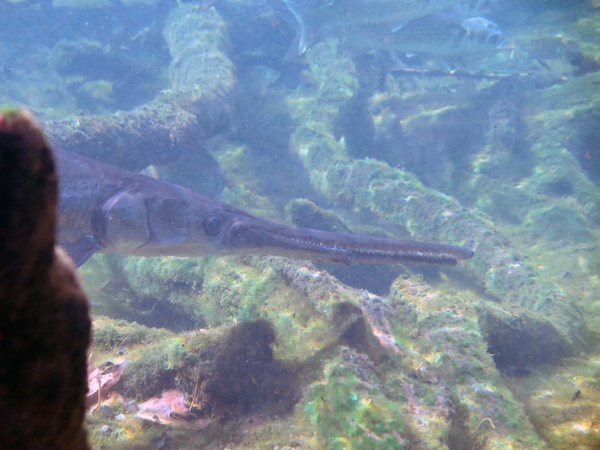 Dayo Scuba Center LLC, Orlando Florida www.dayo.com
