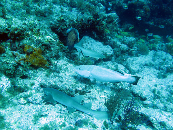 Dayo Scuba Center LLC, Orlando Florida www.dayo.com