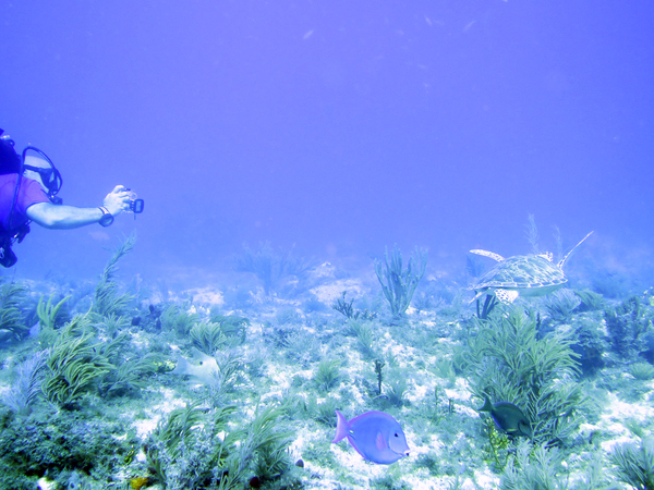 Dayo Scuba Center LLC, Orlando Florida www.dayo.com