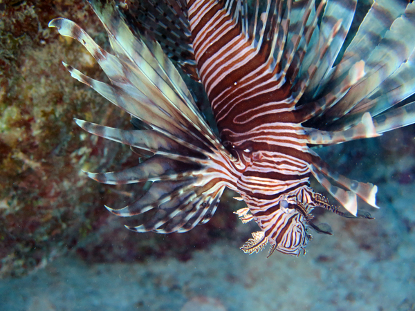 Dayo Scuba Center LLC, Orlando Florida www.dayo.com