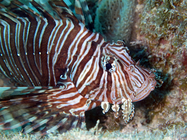 Dayo Scuba Center LLC, Orlando Florida www.dayo.com