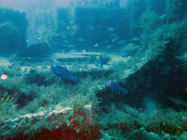 Dayo Scuba Center LLC, Orlando Florida www.dayo.com