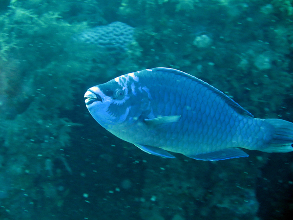 Dayo Scuba Center LLC, Orlando Florida www.dayo.com