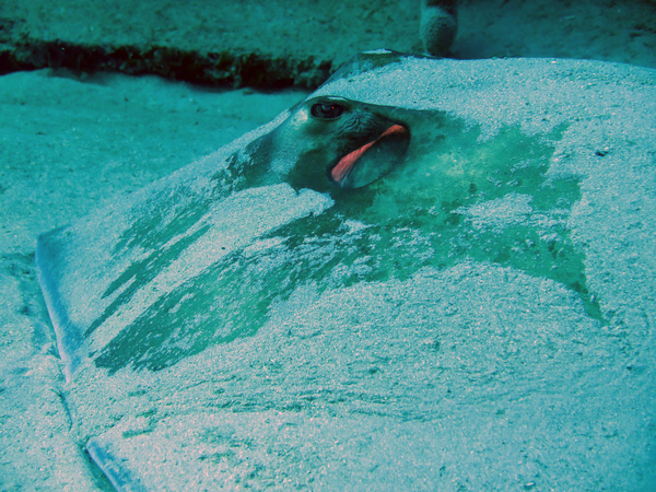 Dayo Scuba Center LLC, Orlando Florida www.dayo.com