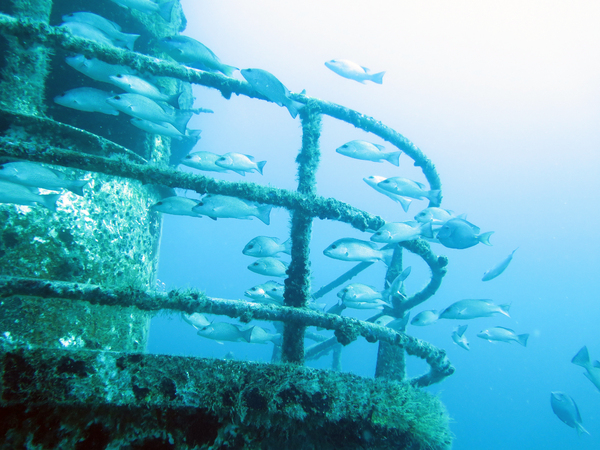 Dayo Scuba Center LLC, Orlando Florida www.dayo.com