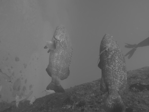 Dayo Scuba Center LLC, Orlando Florida www.dayo.com