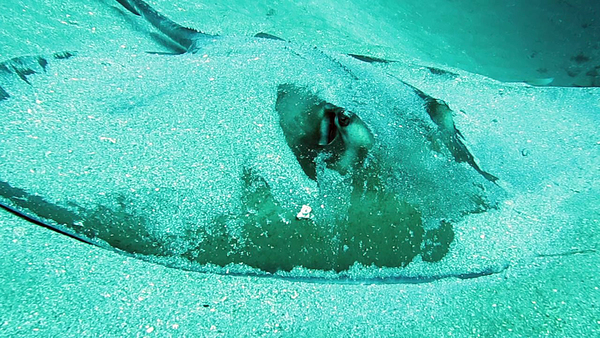 Dayo Scuba Center LLC, Orlando Florida www.dayo.com