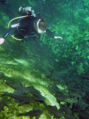 Dayo Scuba Center LLC, Orlando Florida www.dayo.com