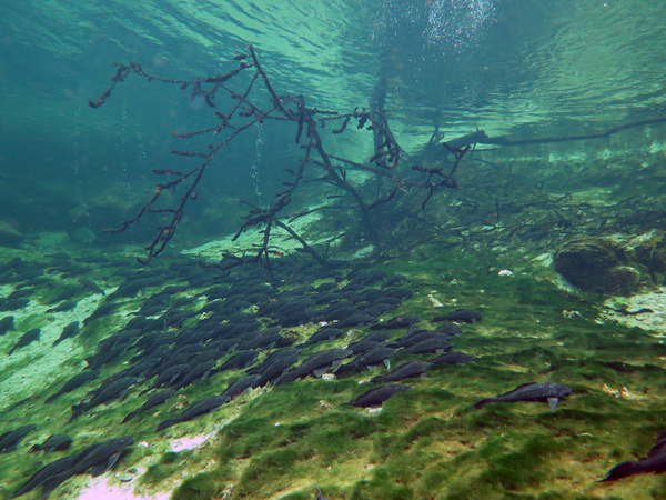 Dayo Scuba Center LLC, Orlando Florida www.dayo.com