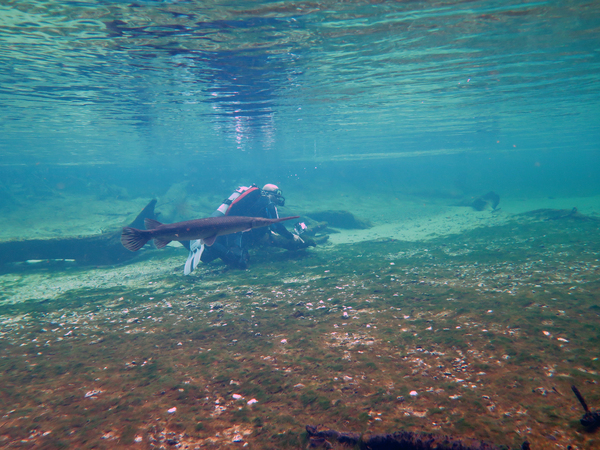 Dayo Scuba Center LLC, Orlando Florida www.dayo.com