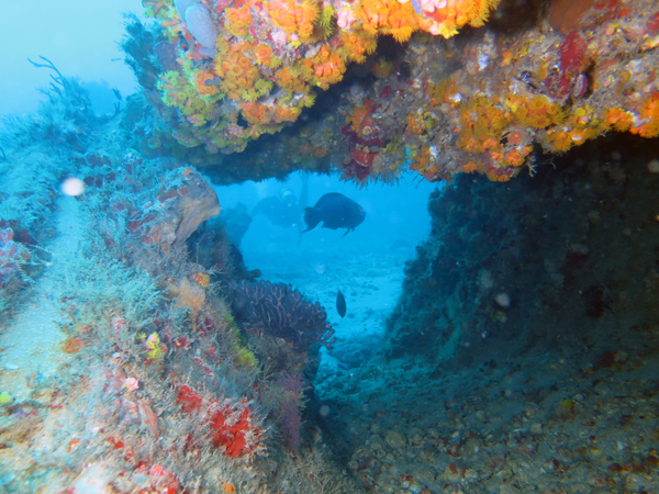 Dayo Scuba Center LLC, Orlando Florida www.dayo.com