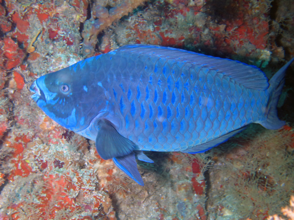 Dayo Scuba Center LLC, Orlando Florida www.dayo.com