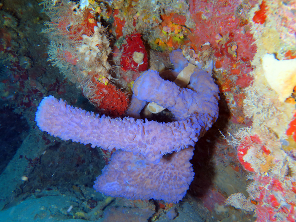 Dayo Scuba Center LLC, Orlando Florida www.dayo.com