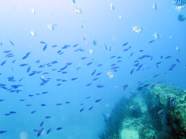 Dayo Scuba Center LLC, Orlando Florida www.dayo.com