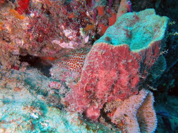 Dayo Scuba Center LLC, Orlando Florida www.dayo.com