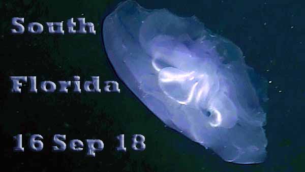 Dayo Scuba Center LLC, Orlando Florida www.dayo.com