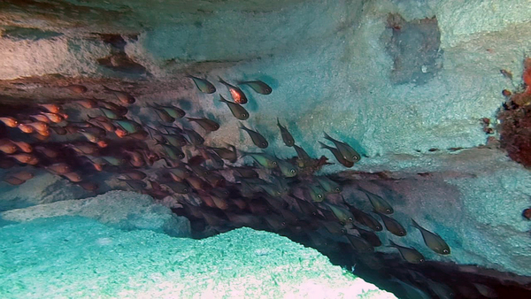 Dayo Scuba Center LLC, Orlando Florida www.dayo.com