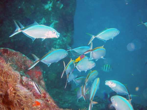 Dayo Scuba Center LLC, Orlando Florida www.dayo.com