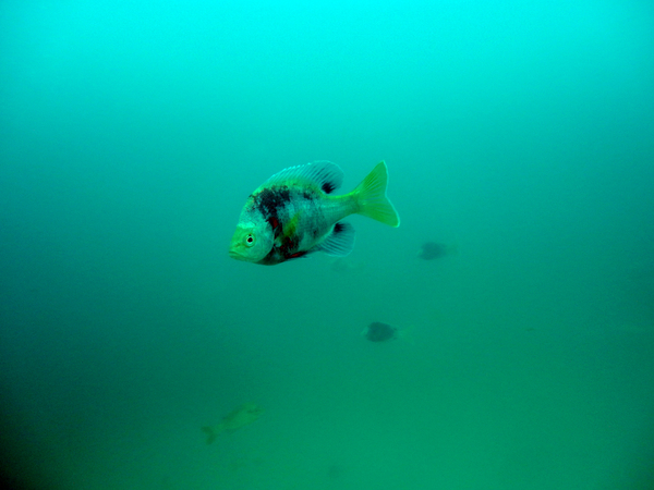 Dayo Scuba Center LLC, Orlando Florida www.dayo.com