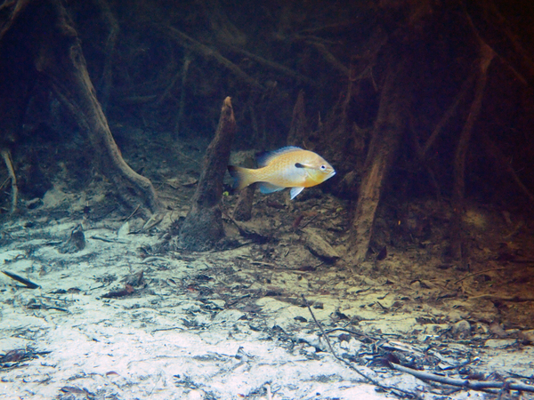 Dayo Scuba Center LLC, Orlando Florida www.dayo.com