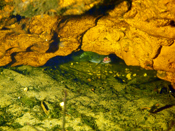 Dayo Scuba Center LLC, Orlando Florida www.dayo.com