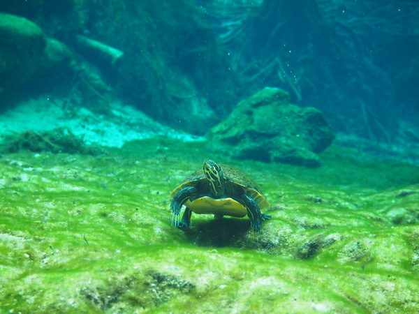 Dayo Scuba Center LLC, Orlando Florida www.dayo.com