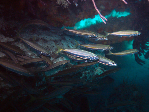 Dayo Scuba Center LLC, Orlando Florida www.dayo.com