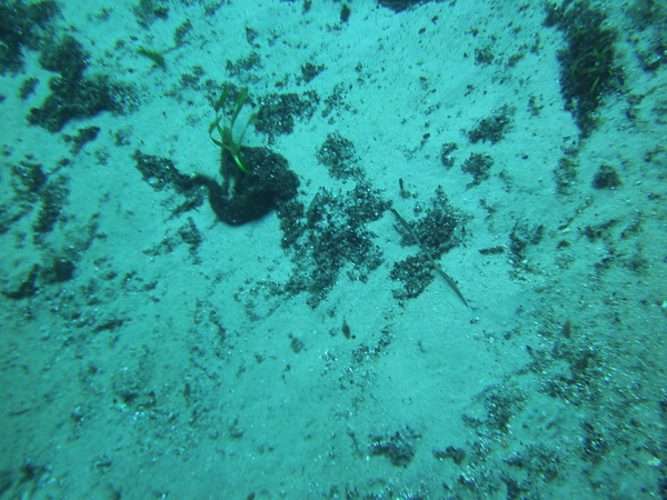 Dayo Scuba Center LLC, Orlando Florida www.dayo.com
