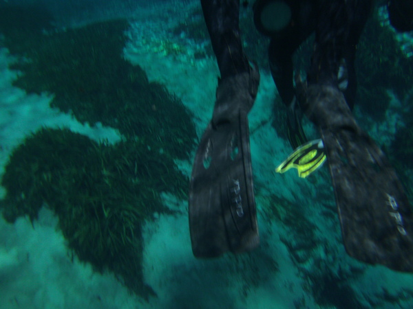 Dayo Scuba Center LLC, Orlando Florida www.dayo.com