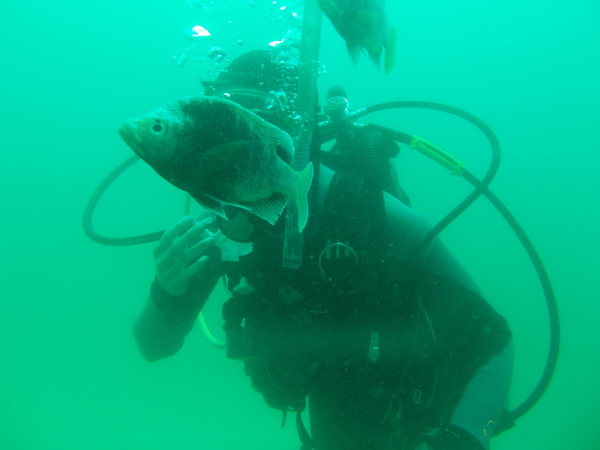 Dayo Scuba Center LLC, Orlando Florida www.dayo.com