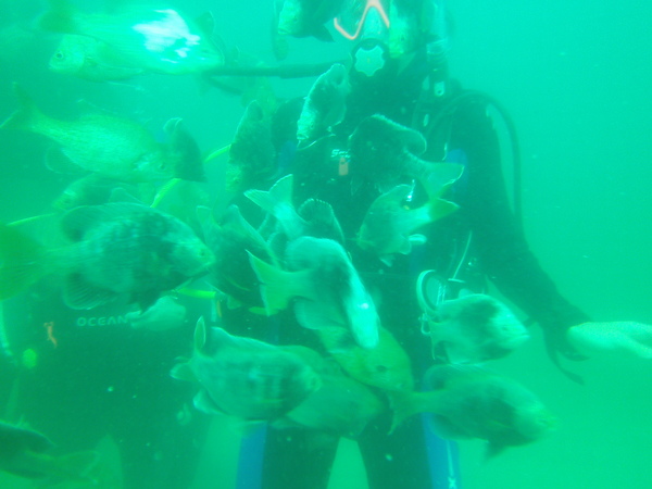 Dayo Scuba Center LLC, Orlando Florida www.dayo.com