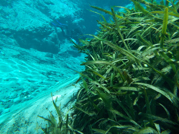 Dayo Scuba Center LLC, Orlando Florida www.dayo.com