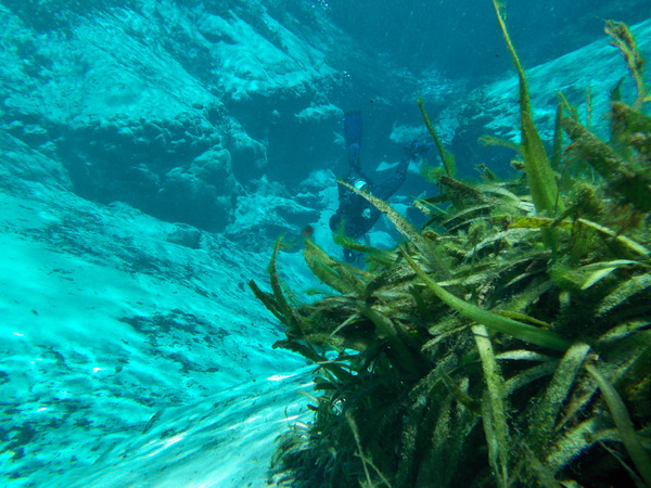 Dayo Scuba Center LLC, Orlando Florida www.dayo.com