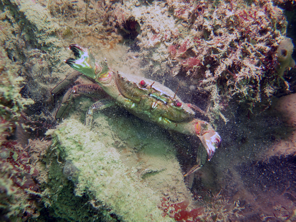 Dayo Scuba Center LLC, Orlando Florida www.dayo.com