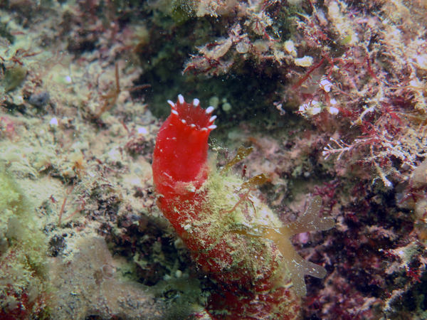 Dayo Scuba Center LLC, Orlando Florida www.dayo.com