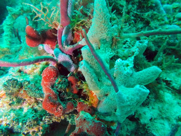 Dayo Scuba Center LLC, Orlando Florida www.dayo.com
