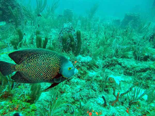 Dayo Scuba Center LLC, Orlando Florida www.dayo.com