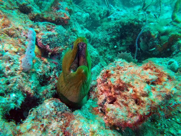 Dayo Scuba Center LLC, Orlando Florida www.dayo.com