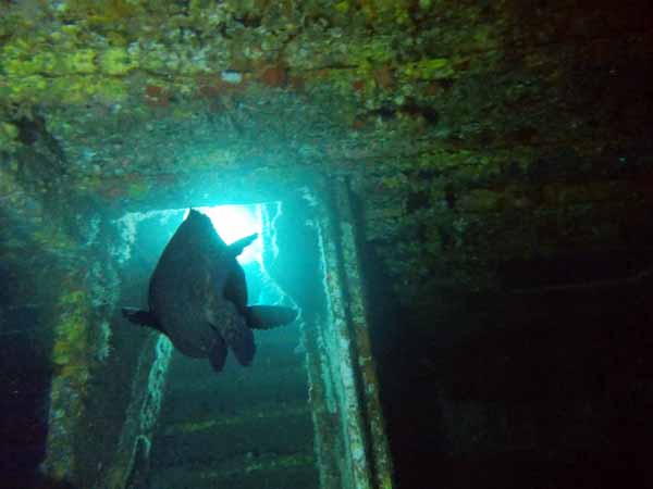 Dayo Scuba Center LLC, Orlando Florida www.dayo.com