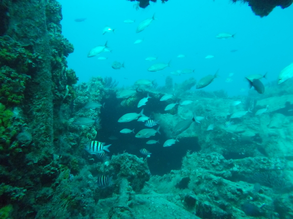 Dayo Scuba Center LLC, Orlando Florida www.dayo.com