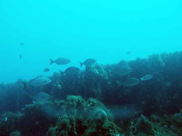 Dayo Scuba Center LLC, Orlando Florida www.dayo.com