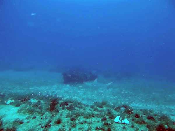 Dayo Scuba Center LLC, Orlando Florida www.dayo.com