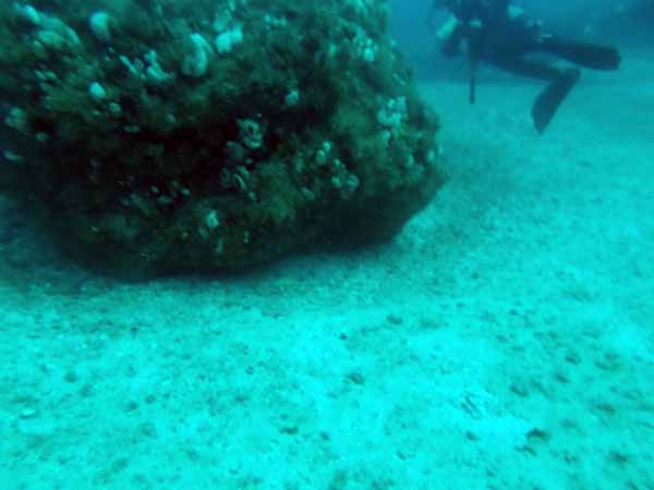 Dayo Scuba Center LLC, Orlando Florida www.dayo.com