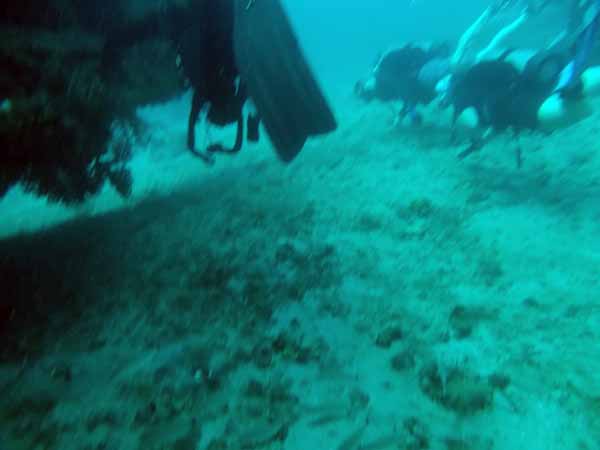 Dayo Scuba Center LLC, Orlando Florida www.dayo.com