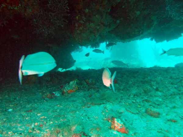 Dayo Scuba Center LLC, Orlando Florida www.dayo.com