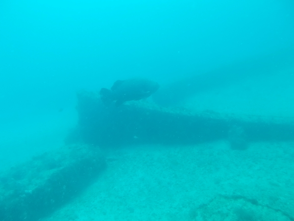 Dayo Scuba Center LLC, Orlando Florida www.dayo.com