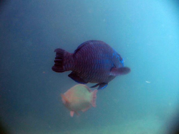 Dayo Scuba Center LLC, Orlando Florida www.dayo.com