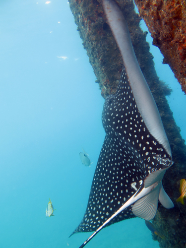 Dayo Scuba Center LLC, Orlando Florida www.dayo.com