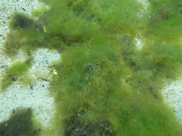 Dayo Scuba Center LLC, Orlando Florida www.dayo.com
