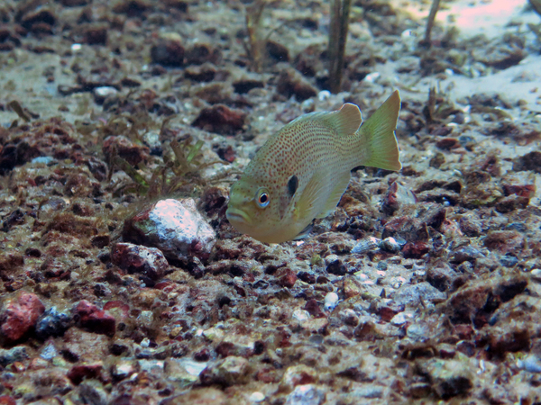 Dayo Scuba Center LLC, Orlando Florida www.dayo.com